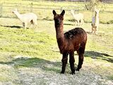 alpaca for sale