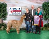 alpaca for sale