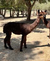 alpaca for sale