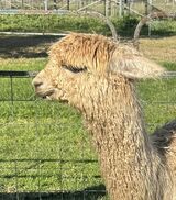 alpaca for sale