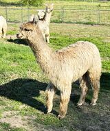 alpaca for sale