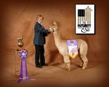 alpaca for sale