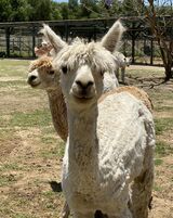 alpaca for sale