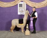 alpaca for sale