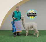 alpaca for sale