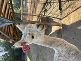 alpaca for sale