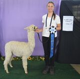 alpaca for sale