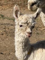 alpaca for sale