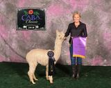alpaca for sale