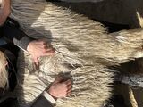 alpaca for sale