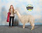 alpaca for sale