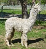 alpaca for sale