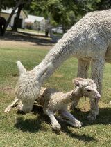 alpaca for sale