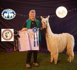 alpaca for sale