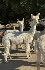 alpaca for sale