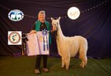 alpaca for sale