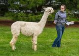 alpaca for sale