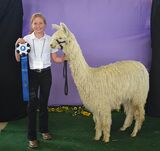 alpaca for sale