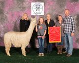 alpaca for sale