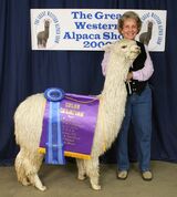alpaca for sale