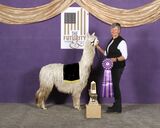 alpaca for sale
