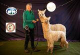 alpaca for sale