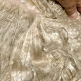 alpaca for sale