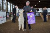 alpaca for sale
