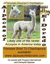 alpaca for sale