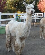alpaca for sale