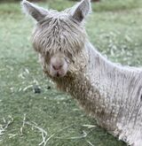 alpaca for sale