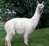 alpaca for sale