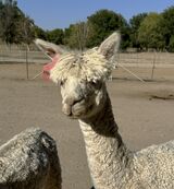 alpaca for sale