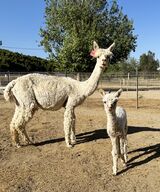 alpaca for sale