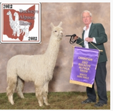 alpaca for sale