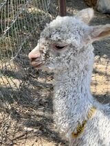 alpaca for sale