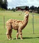 alpaca for sale