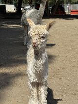 alpaca for sale