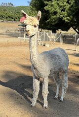 alpaca for sale