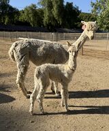 alpaca for sale