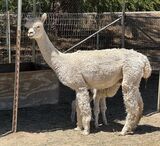 alpaca for sale