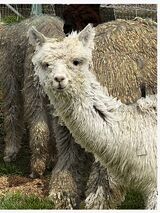 alpaca for sale