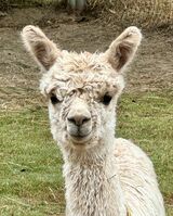 alpaca for sale