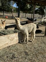 alpaca for sale