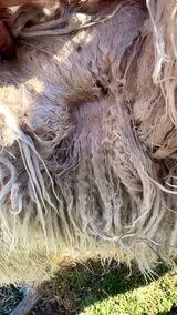alpaca for sale