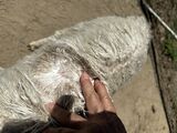 alpaca for sale
