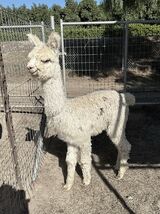 alpaca for sale
