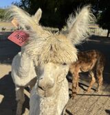 alpaca for sale