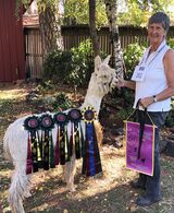 alpaca for sale