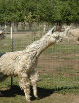 alpaca for sale